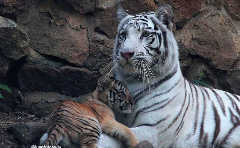 Muere "Indira", tigresa del Zoológico de Cali tras pelea con su hijo 1 AA1KLgt5