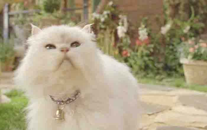 Estos son mininos más famosos que han conquistado la pantalla 17 GATO