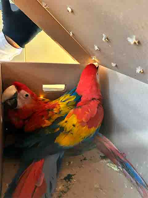 GUACAMAYA
