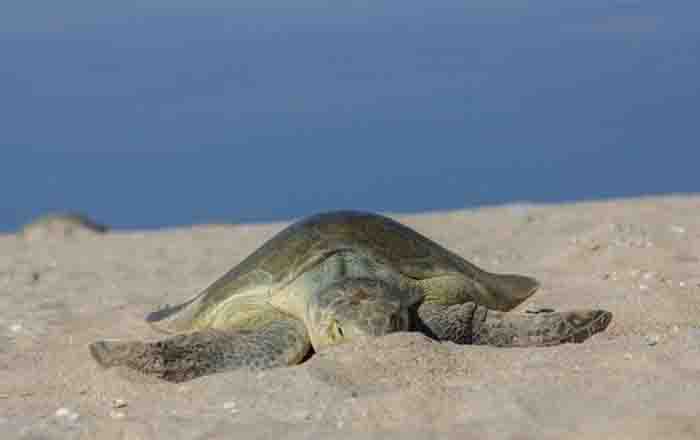 Tamaulipas registra nuevo récord histórico en crías de tortuga lora 2 LORA 2