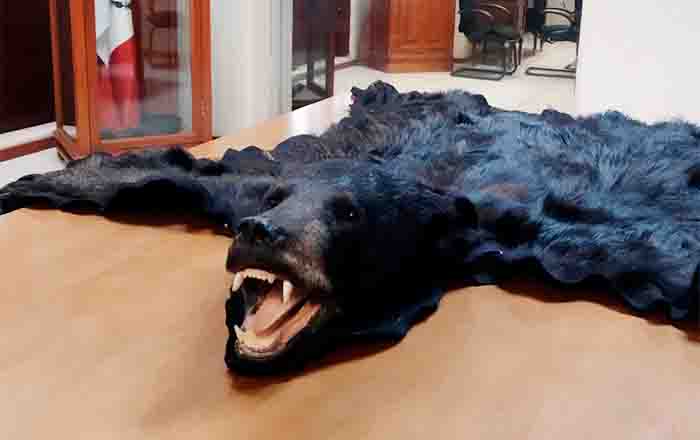PIEL OSO NEGRO