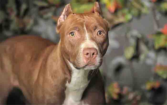 PITBULL