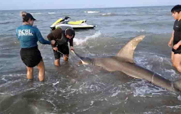 Capturan tiburón martillo de 450 kilos en la Isla del Padre 1 TIBURON 2