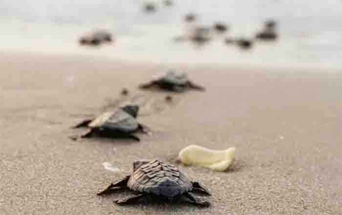 Tamaulipas registra nuevo récord histórico en crías de tortuga lora 1 TORTUGA LORA
