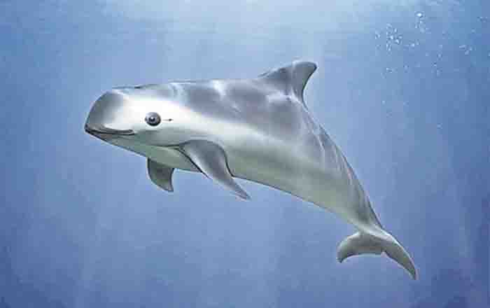 VAQUITA
