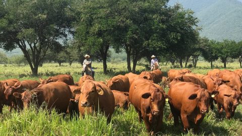 Tamaulipas, líder nacional en crecimiento de actividades primarias durante el primer trimestre de 2025 1 WhatsApp Image 2025 08 08 at 5.17.29 PM