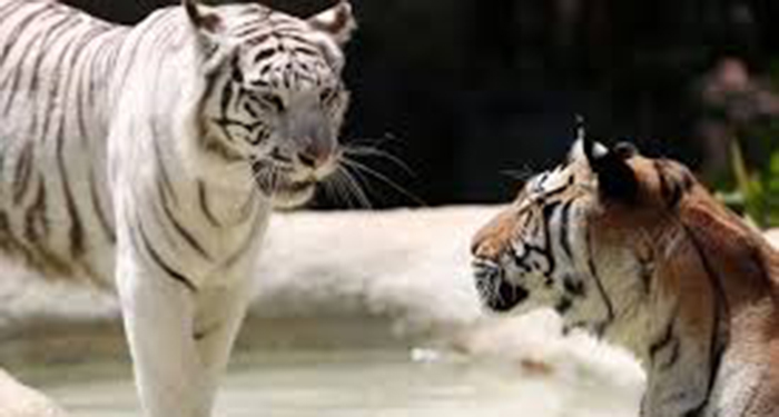 Muere "Indira", tigresa del Zoológico de Cali tras pelea con su hijo 2 images 1