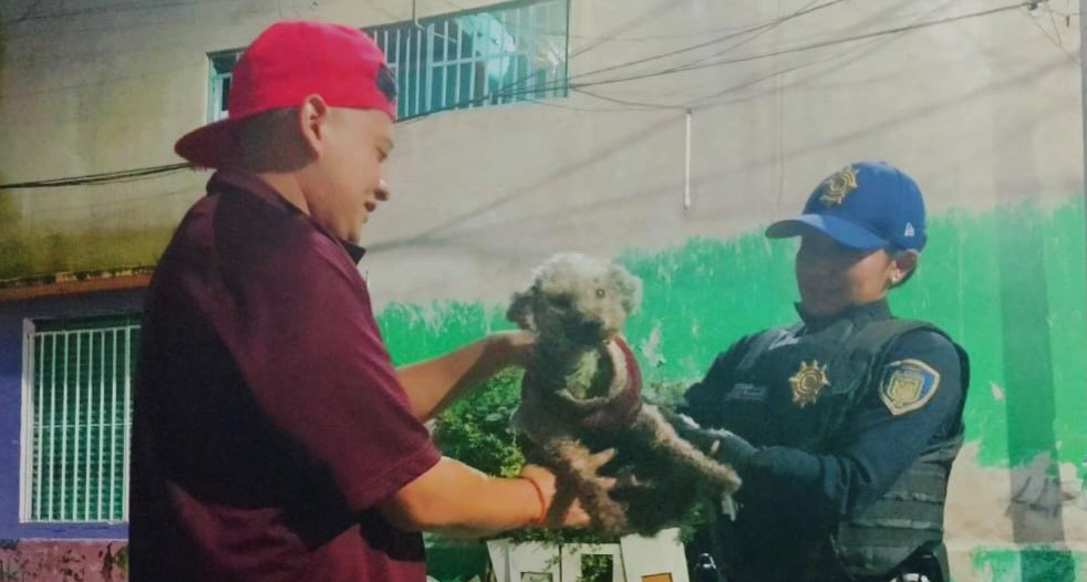 perrito iztapa