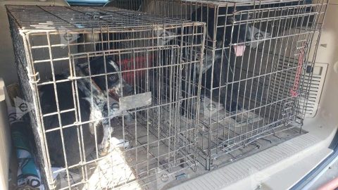 Tragedia en Matamoros: muere bebé de 6 meses por ataque de perros 2 541629509 1155651136403360 5695510060459731645 n