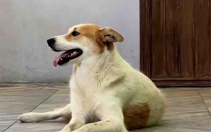 Perrita asiste a misa en Saltillo y cautiva corazones de feligreses 1 PERRITA 2