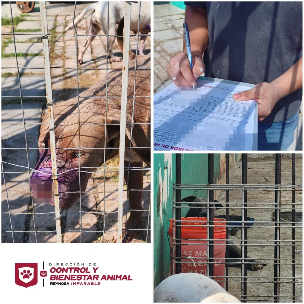 Bienestar Animal atiende reporte de pitbulls en mal estado 1 557715694 1472480327141643 3312242478738154746 n