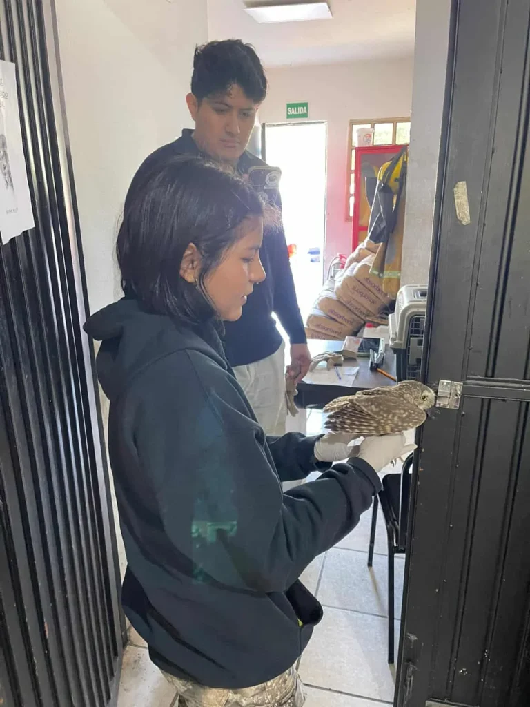 Rescata Protección Civil Escobedo a dos búhos y un gato 1 558036168 1163293648640392 4228995950681190437 n