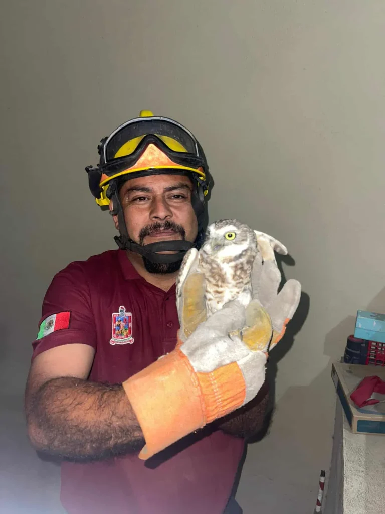 Rescata Protección Civil Escobedo a dos búhos y un gato 2 568279218 3253131794846914 2860007625200493835 n
