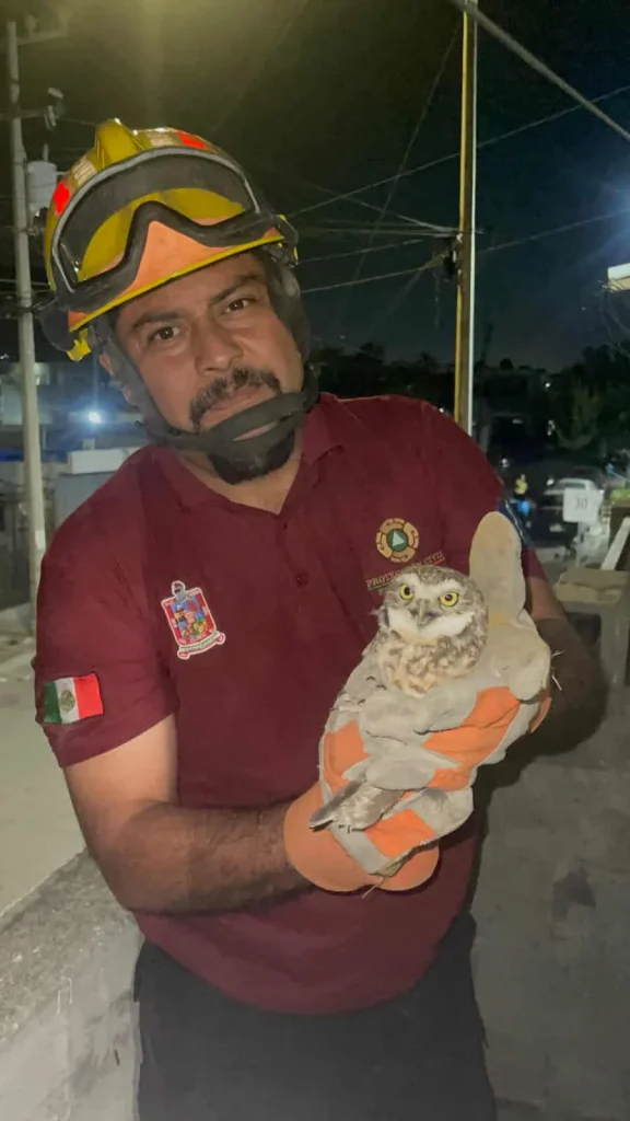 Rescata Protección Civil Escobedo a dos búhos y un gato 4 568742247 1152729113497633 8328512626675948343 n