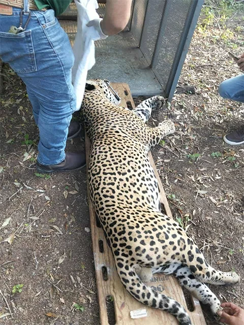 Atrapan a jaguar que mataba ganado en Soto La Marina 1 FELINO 2