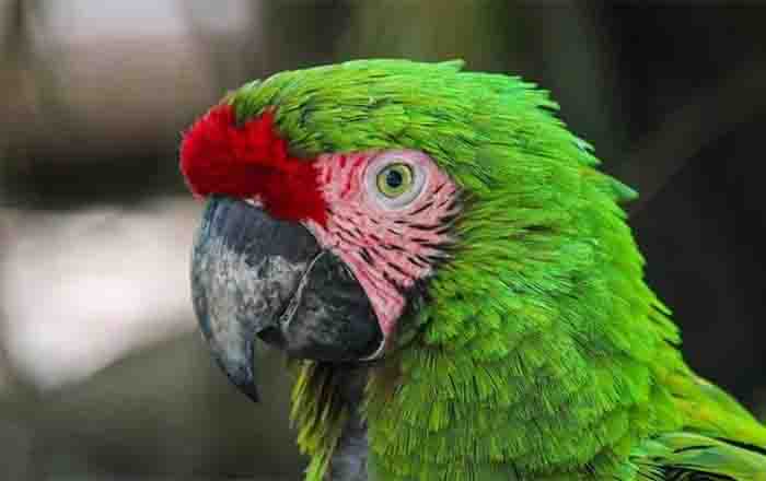 GUACAMAYA