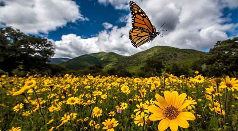 MONARCA