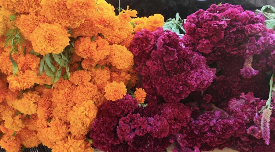 Flor de cempasúchil y mano de león 'invade' el Centro de Monterrey 1 cempasuchil