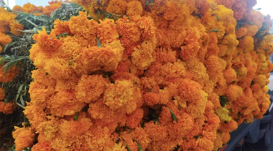 Flor de cempasúchil y mano de león 'invade' el Centro de Monterrey 4 flores