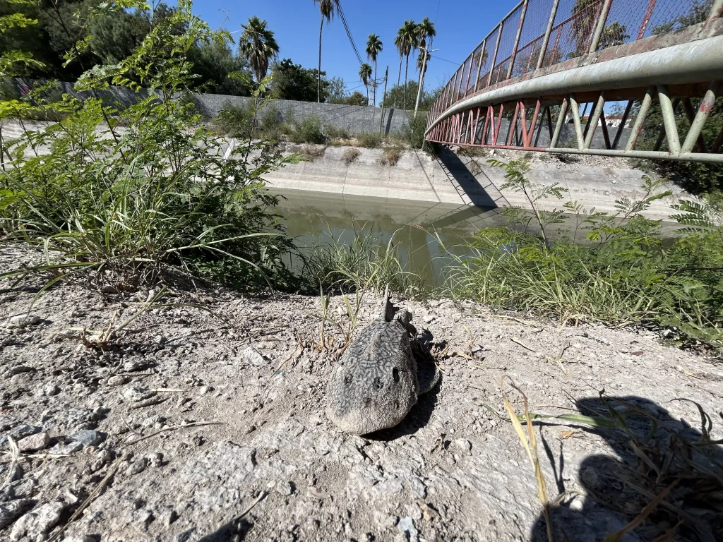 Preocupa bajo nivel y contaminación en el canal Rodhe 3 576622787 1196687638991145 4232244365594181065 n