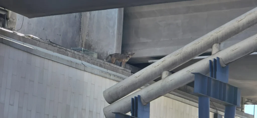Se dificulta rescate de perrito atrapado en puente de La Paz 3 580085689 1491089705486866 8411102165974864135 n