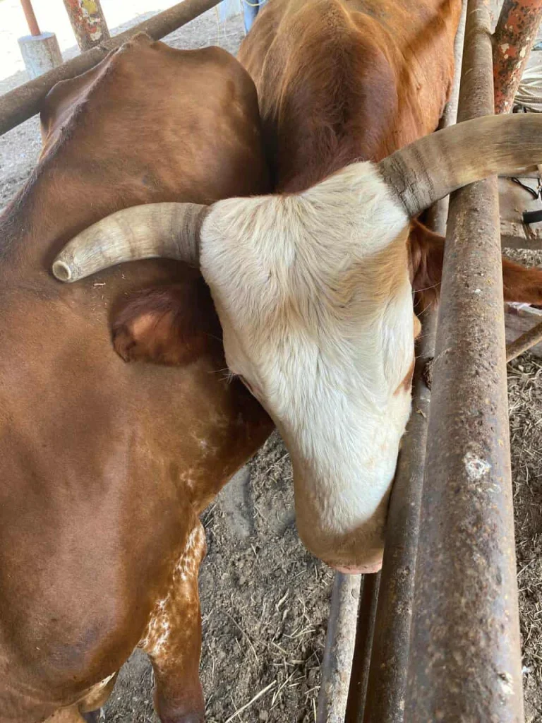 Ganaderos aseguran abasto de carne en Tamaulipas 1 582339054 699742799855439 2172063942426990863 n