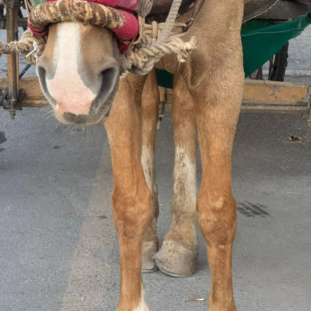 Rescatan a jamelgo en García 2 582410965 4073370602974895 5372711751272027117 n