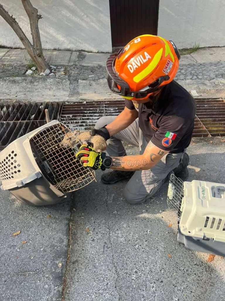 Rescatan a jabalí atorado en una alcantarilla en Contry La Silla 1 583124958 1079634037471541 2046085721348857782 n