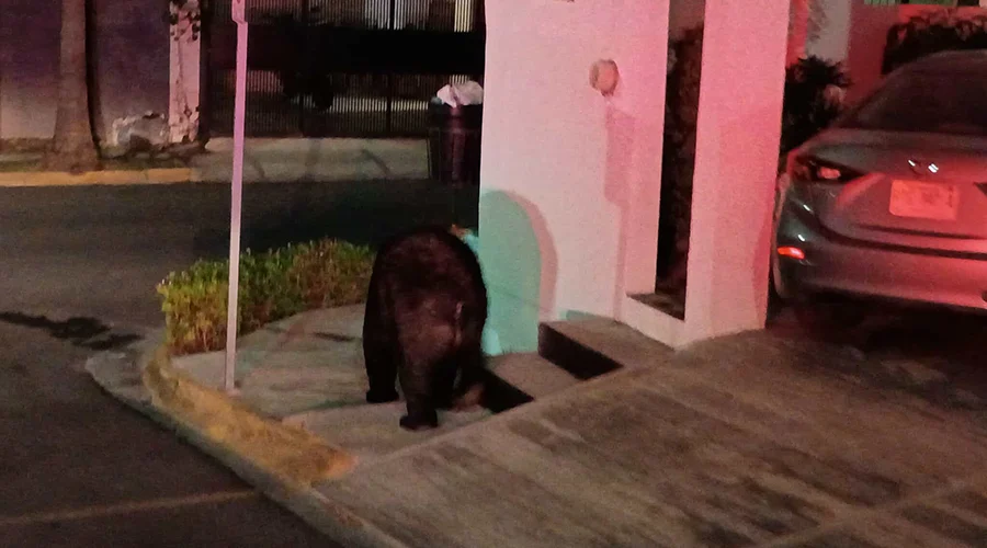 Ahuyentan oso negro de zona habitacional en Monterrey 1 584383957 1252057833399453 5553492977919227266 n