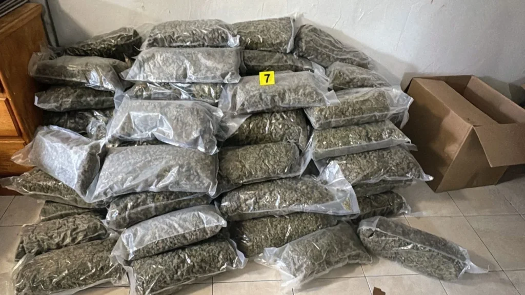 Aseguran casi 100 kilos de marihuana en Monterrey 1 589366119 2601941476856876 7557549612817943310 n