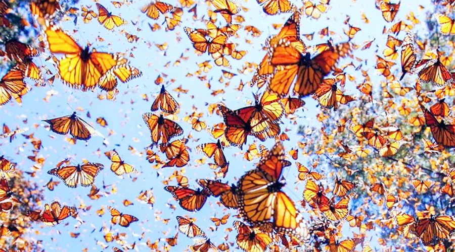 MARIPOSAS