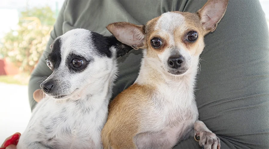 Avanza propuesta de Magaly Deándar sobre custodia de mascotas en procesos de divorcio 1 PERRITO 11