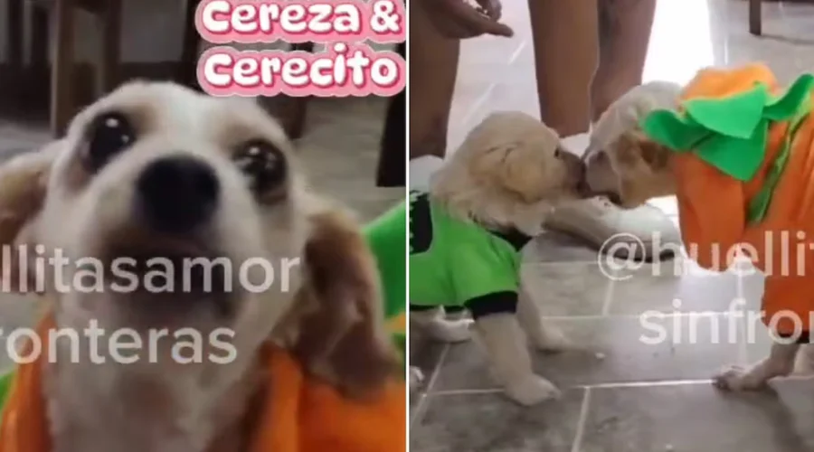 Perros rescatados de explosión de pipa serán dados de alta