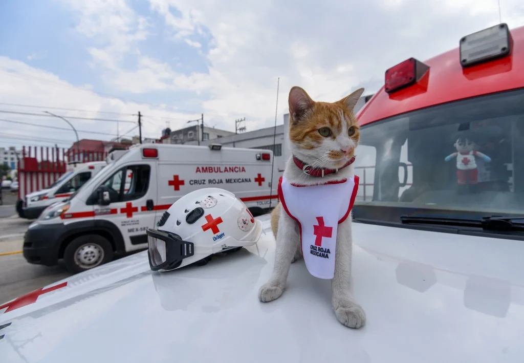 Despiden a 'Cruzberto', gatito que había sido adoptado por Cruz Roja de Toluca 2 591558904 1155315916816175 3066292302578074466 n