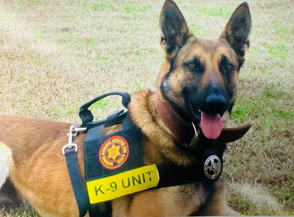 Balean a mujer tras apuñalar a canino K-9 en McAllen 1 592891664 1522395985716773 2289638185737417781 n