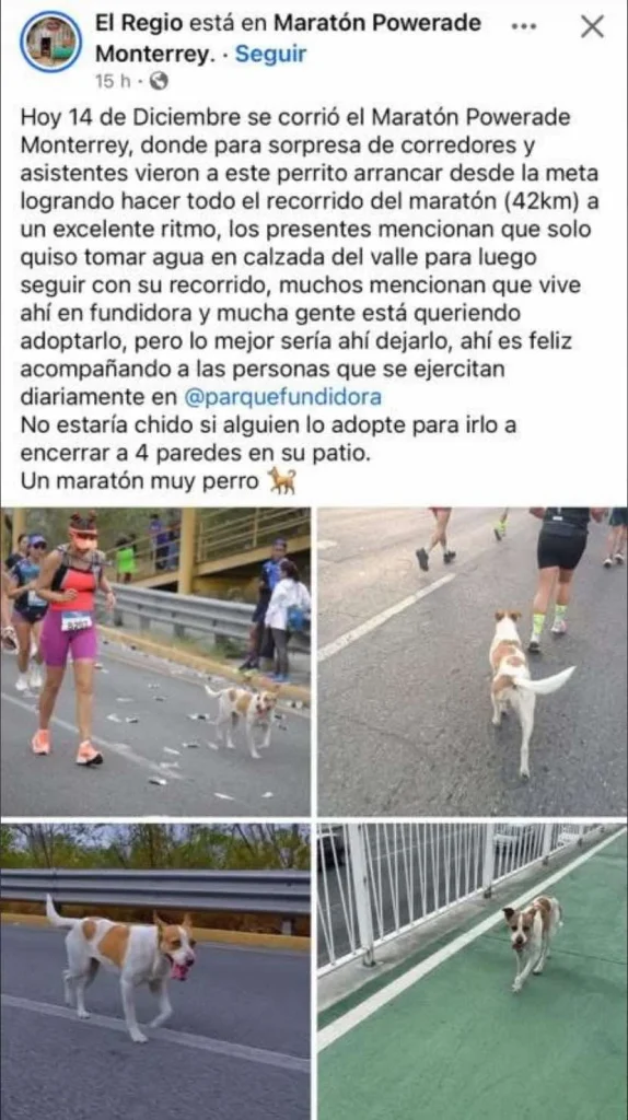 El lomito corredor que se robó el corazón del Maratón de Monterrey 4 594955105 32744336698548007 3739868871821948164 n