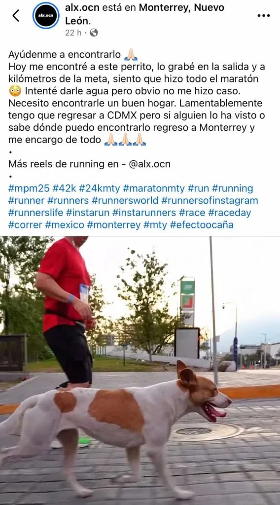 El lomito corredor que se robó el corazón del Maratón de Monterrey 3 597138980 1381226503390658 1340000893768721057 n