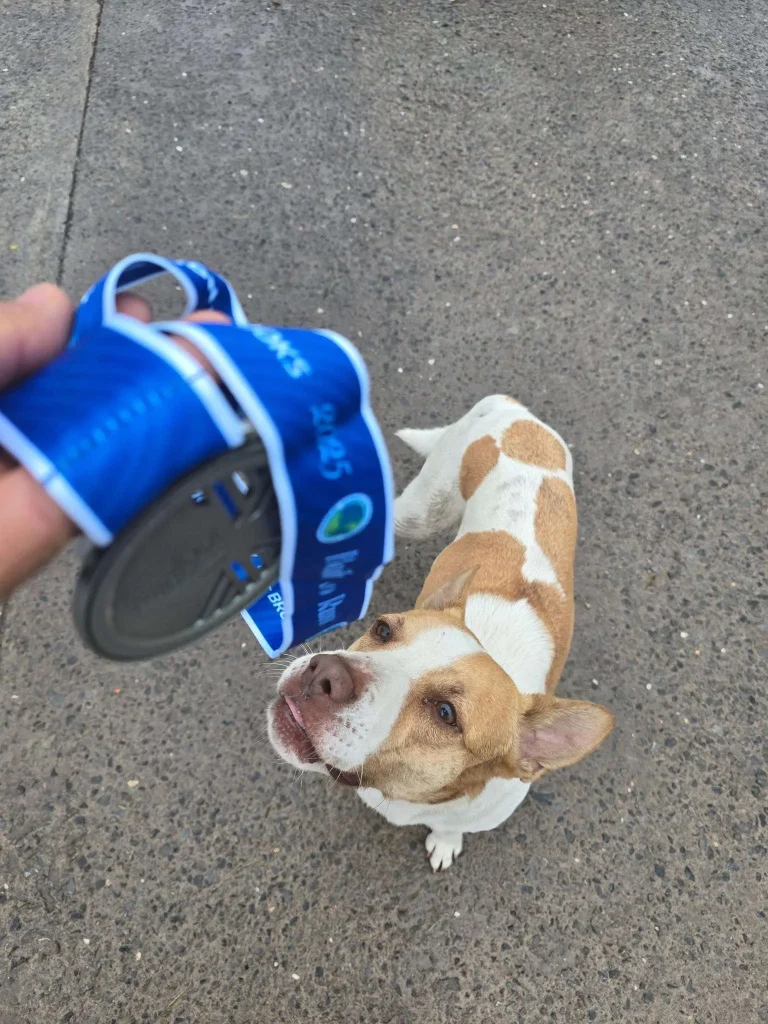 El lomito corredor que se robó el corazón del Maratón de Monterrey 2 597140376 1226284616025274 8567345324595239272 n