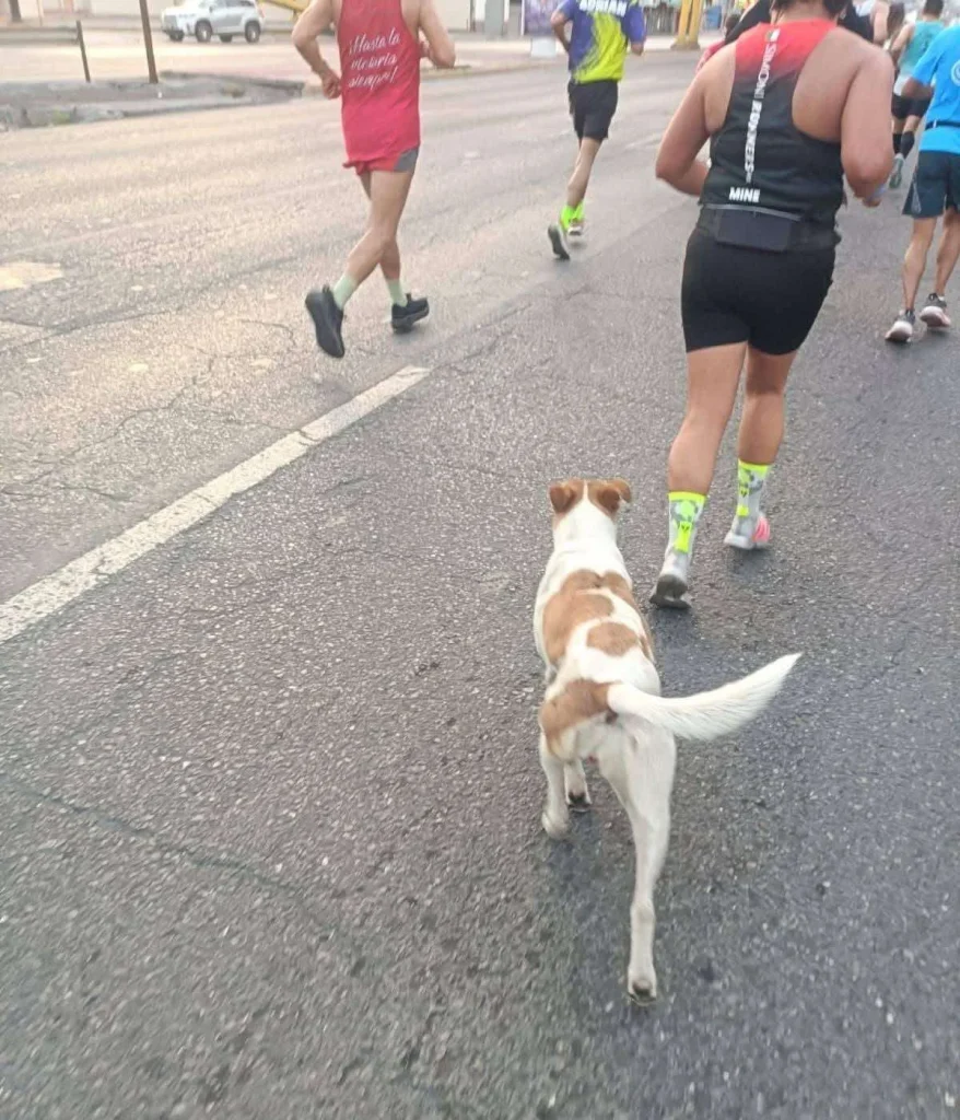 Perrita del Maratón de Monterrey ya está a salvo 1 597563053 1920913578863552 66696780860024362 n