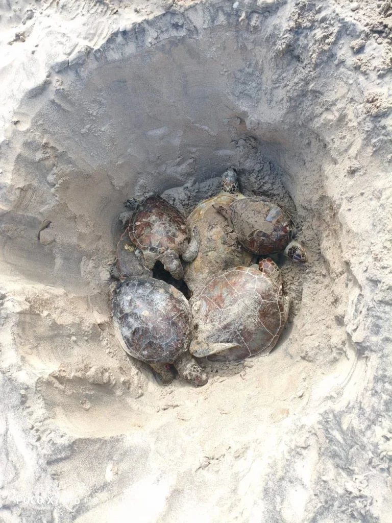 Aumentan muertes de tortugas marinas en Playa Bagdad 1 597646096 873010028446275 622744080182251740 n