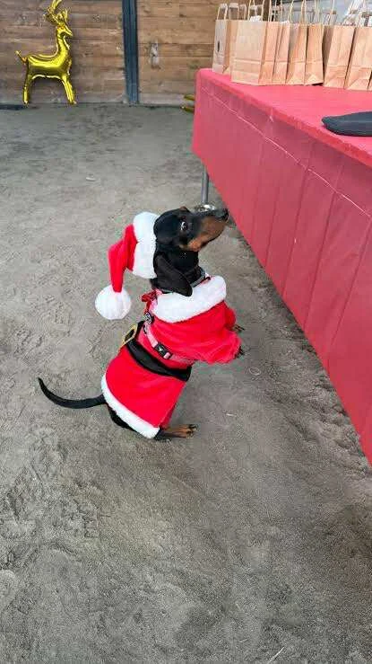 Invitan a participar en desfile navideño y jornada de adopción en Reynosa 2 597921740 3081748462008148 7414470331055616909 n