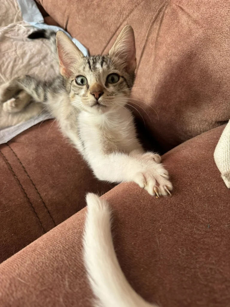 ‘Lomitos’ y gatos de La Casita Verde buscan familias adoptantes 2 599758644 1405498954510943 1366941955811525425 n