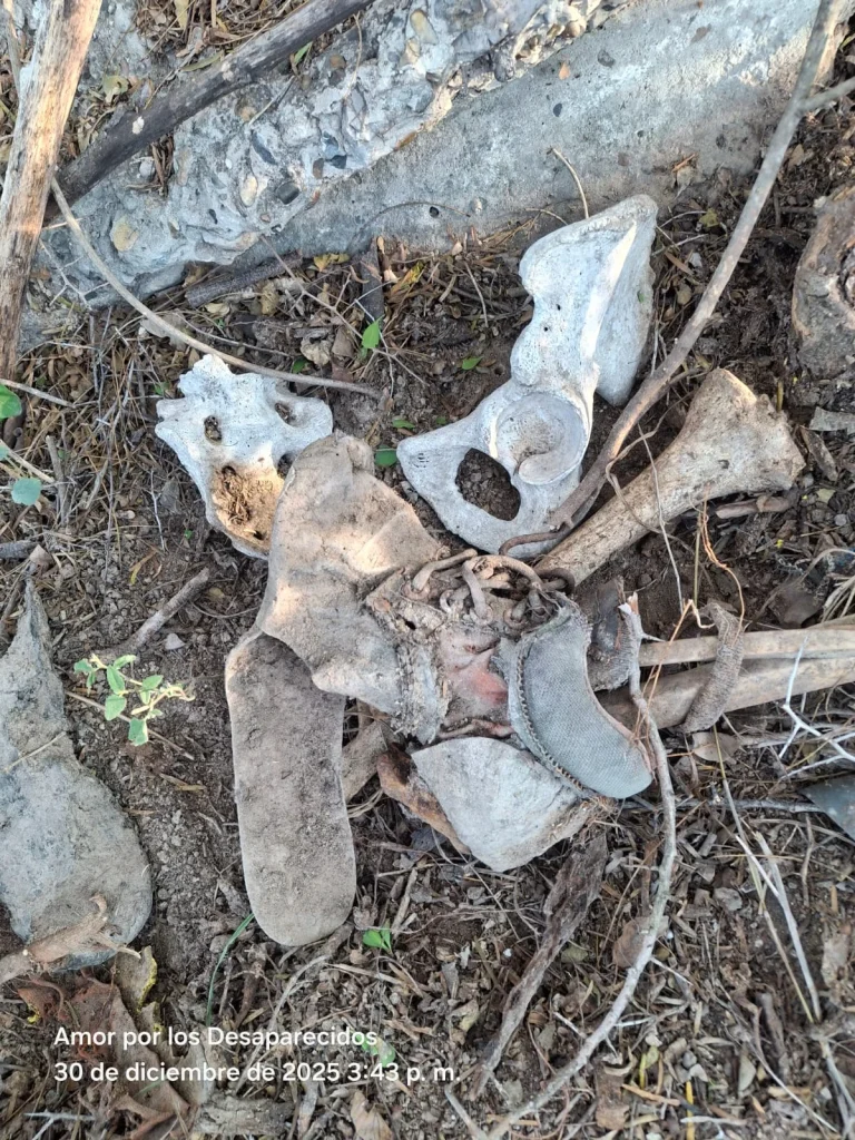 Reporta Amor por los desaparecidos nuevo hallazgo de restos óseos 2 608955327 1412266730423284 7635196474350962614 n