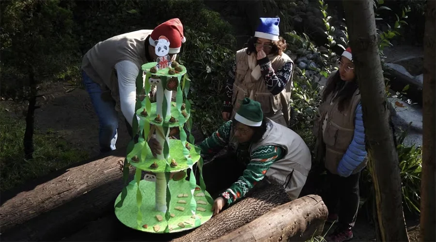 La panda gigante Xin Xin recibe un árbol de Navidad 1 Captura de pantalla 2025 12 19 a las 9.55.06 a.m