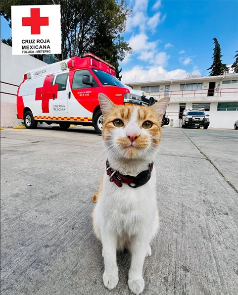 Hasta pronto Cruzberto, Cruz Roja dice adiós a su gatito consentido (VIDEO) 1 GATITO 2