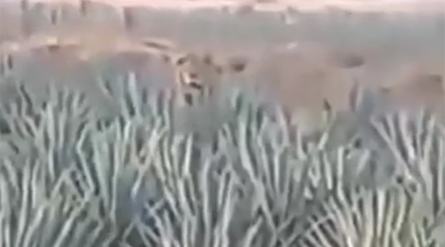 Ven a león africano en rancho de Nayarit (VIDEO) 1 LEON 11