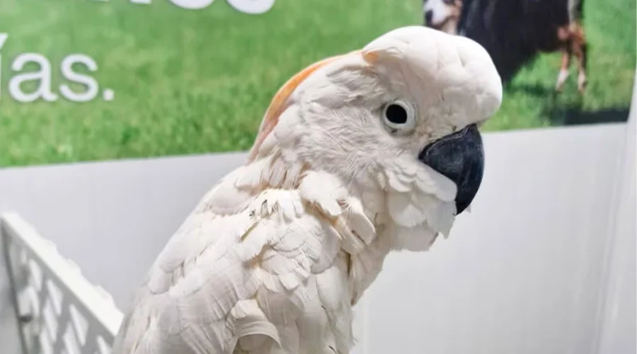 La Procuraduría Federal de Protección al Ambiente (Profepa) aseguró una cacatúa de las Molucas (Cacatúa moluccensis), especie enlistada en la Convención sobre el Comercio Internacional de Especies