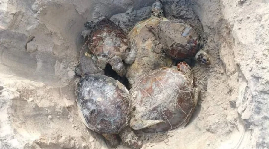 Organización lanza alerta por muerte de tortugas en Tamaulipas