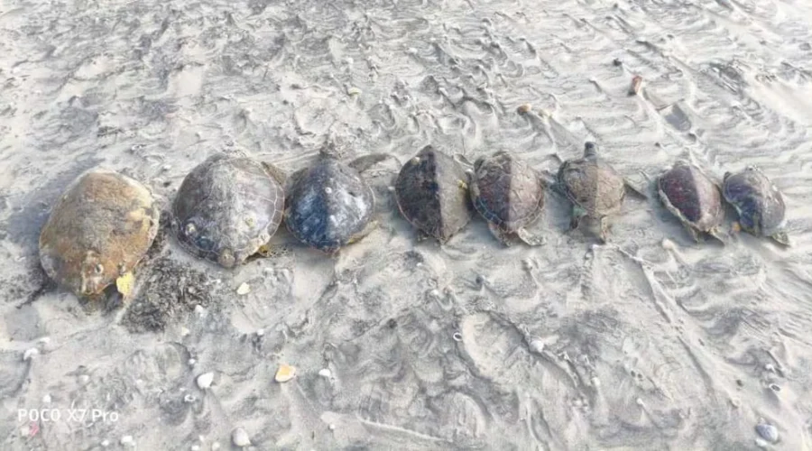 Organización lanza alerta por muerte de tortugas en Tamaulipas 1 Organizacion