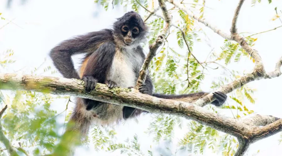 Profepa pide evitar regalar animales silvestres en Navidad y Reyes
